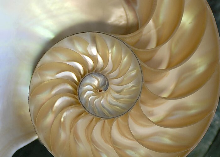 Nautilus Greeting Card featuring the photograph Nautilus by Kathleen Gauthier