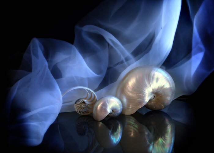 Shells Greeting Card featuring the photograph Nautilus Trio by Linda Olsen