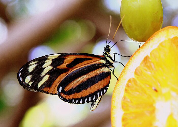 Butterfly Greeting Card featuring the photograph Nectar by Jason Blalock