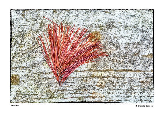 Pine Needles Greeting Card featuring the photograph Needles by R Thomas Berner