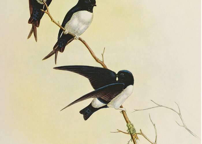 Swallow Greeting Card featuring the painting Nepal House Martin by John Gould