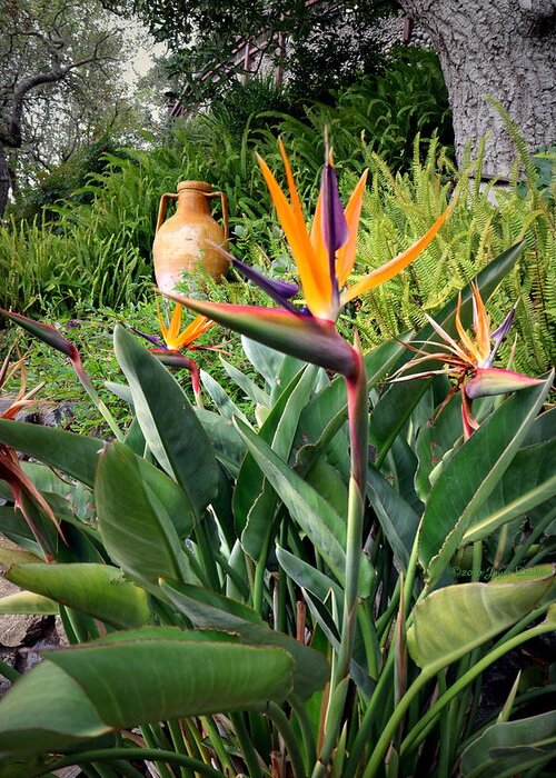 Big-sur Greeting Card featuring the photograph Nepenthe Bird Of Paradise by Joyce Dickens