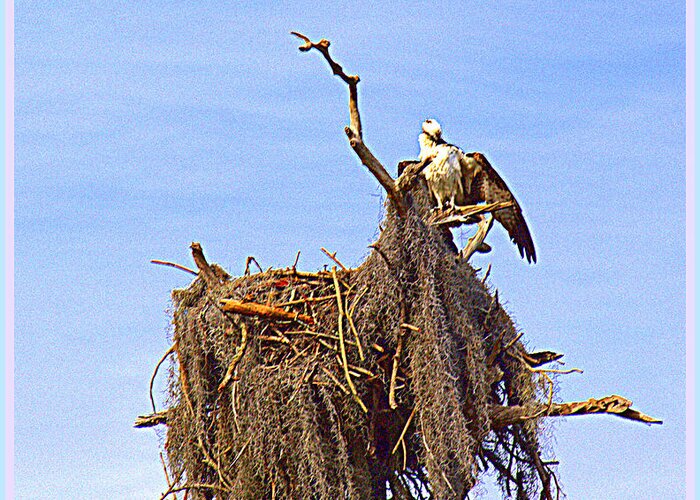 Osprey Greeting Card featuring the photograph Nesting Osprey by Mindy Newman