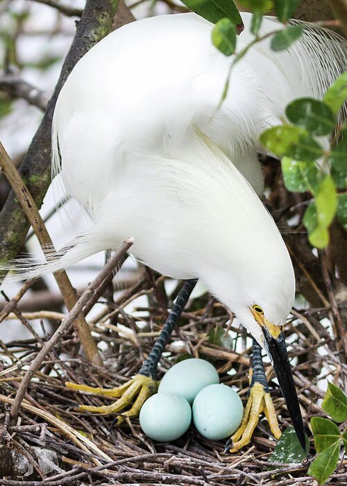 Adult Greeting Card featuring the photograph Nesting Snowy Egret by Dawn Currie