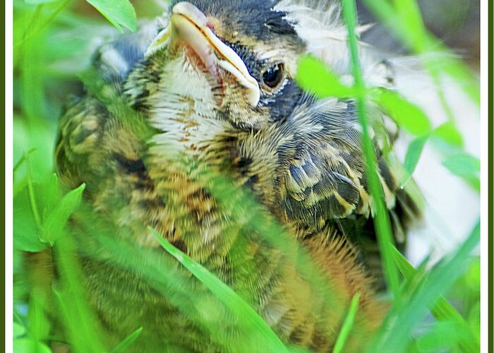 Bird Greeting Card featuring the photograph Nestling, Juvenile Male American Robin by A Macarthur Gurmankin
