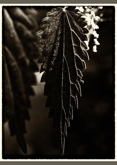 Nettle Leaf Greeting Card featuring the photograph Nettle Leaf in Black by Mark Egerton