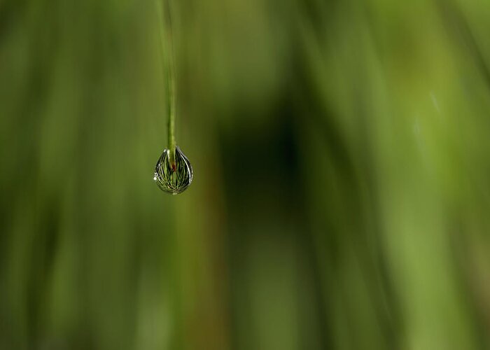 Water Drop Greeting Card featuring the photograph Never Let Go by Mike Eingle