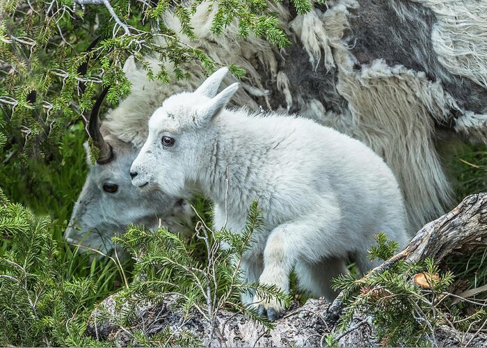 Mountain Goats Greeting Card featuring the photograph New Addition by Yeates Photography