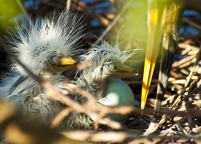 Egret Hatchlings Greeting Card featuring the photograph New Arrivals by Carolyn Marshall