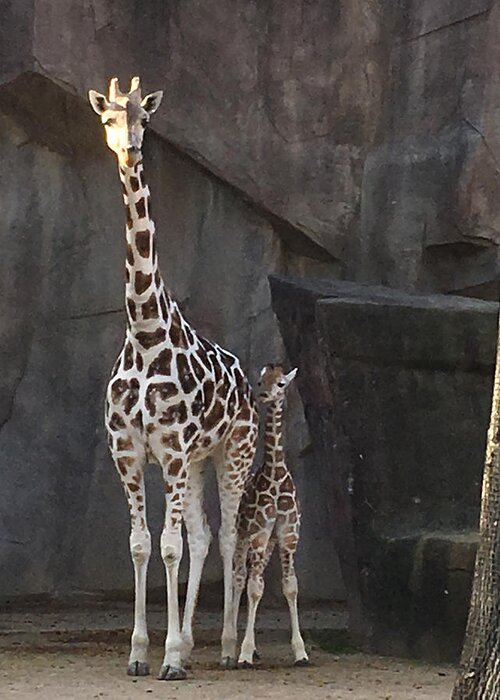 Zoo Greeting Card featuring the photograph New Baby Giraffe by Jean Wolfrum