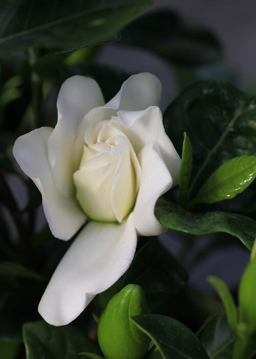 Gardenia Greeting Card featuring the photograph New Beginnings Gardenia by Tammy Pool