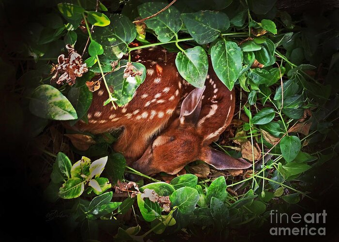 Fawn Greeting Card featuring the photograph New Beginnings by Pat Davidson