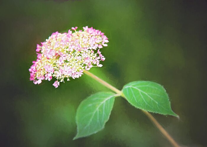 Nature Greeting Card featuring the photograph New Hydrangea Bloom by Sharon McConnell