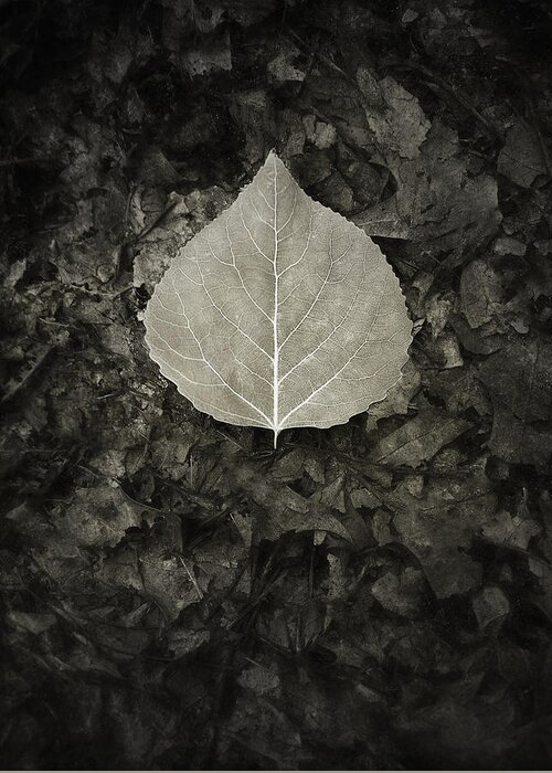 Leaf Greeting Card featuring the photograph New Leaf on the Old by Scott Norris