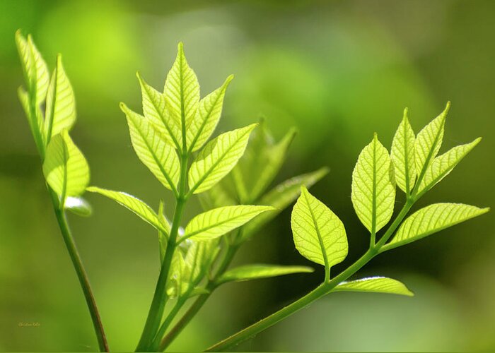 Leaves Greeting Card featuring the photograph New Life by Christina Rollo