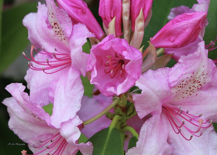 Rhododendron Greeting Card featuring the photograph New Rhododendron Bloom by Jeanette C Landstrom