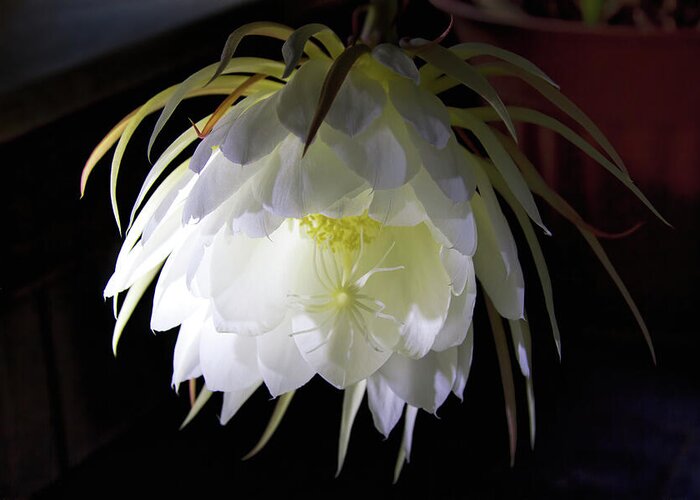 Flower Greeting Card featuring the photograph Night Blooming Cereus by Alana Thrower