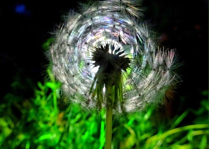 Dandelion Greeting Card featuring the photograph Night clock by Susan Baker
