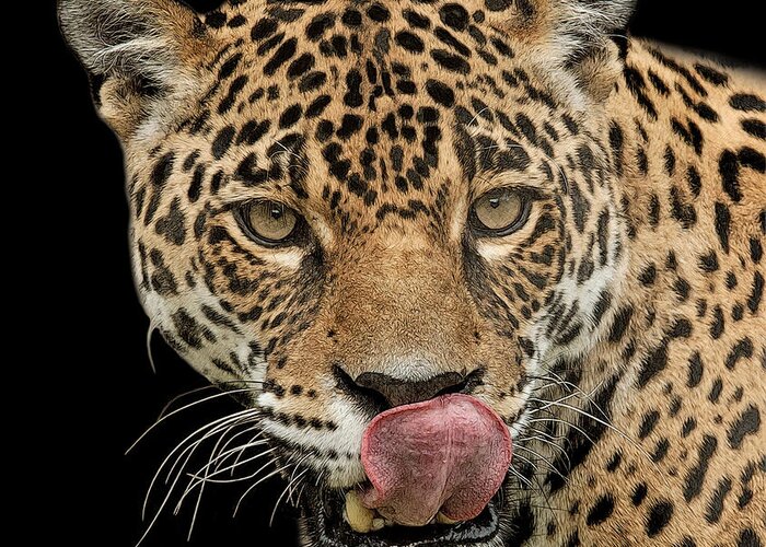 Jaguar Greeting Card featuring the digital art Night Stalker by Larry Linton