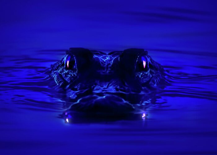 Alligator Greeting Card featuring the photograph Night Watcher by Mark Andrew Thomas