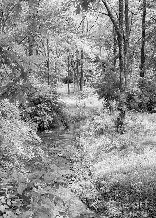 Nature Greeting Card featuring the photograph Nixon Creek 2 by Chris Scroggins