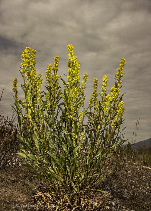 Wildflower Greeting Card featuring the photograph Nizina River Goldenrod by Fred Denner