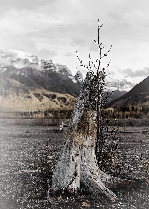Tree Greeting Card featuring the photograph Nizina River Tree Stump by Fred Denner