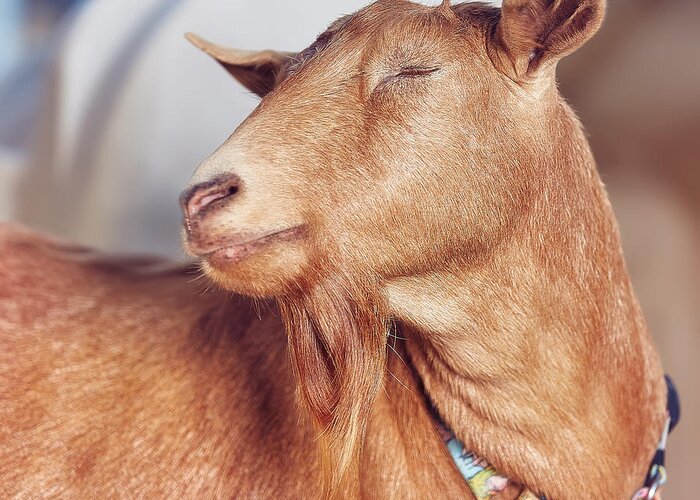 Goat Greeting Card featuring the photograph No Autographs and No Pictures Please by TC Morgan