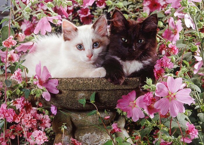 Kittens Greeting Card featuring the photograph No Birds in the Bath by Warren Photographic