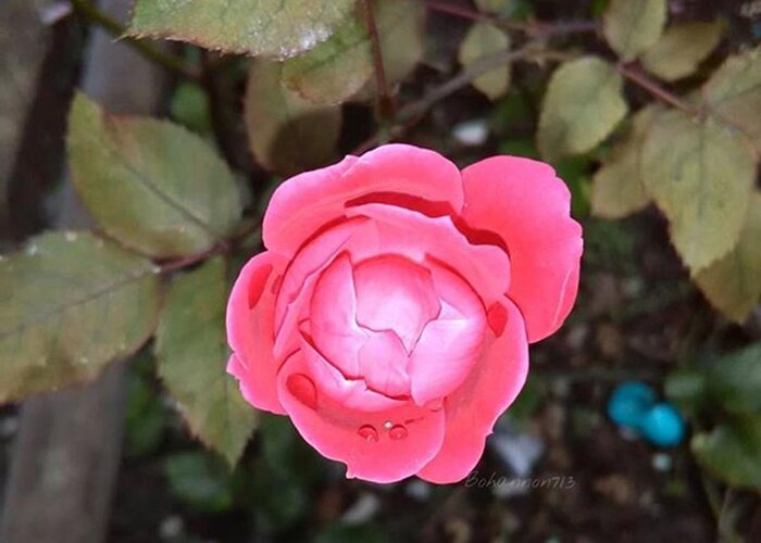  Greeting Card featuring the photograph No Edit No Filter. Little Red Rose! by Percy Bohannon