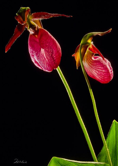 Photography Greeting Card featuring the photograph No Lady Slipper Was Harmed by Frederic A Reinecke