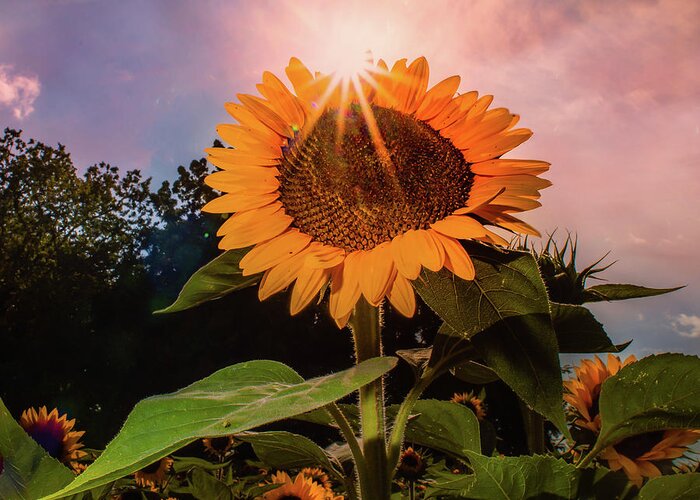 Sunflower Greeting Card featuring the photograph North Fork Sunflower by John Randazzo