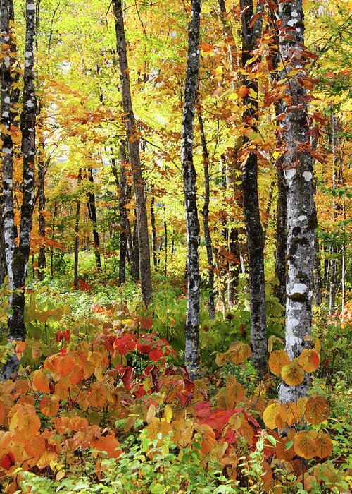 Photography Greeting Card featuring the photograph North Woods Trees #6 by Brett Pelletier