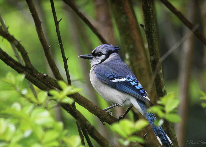 Birds Greeting Card featuring the photograph Northern Blue Jay by Trina Ansel