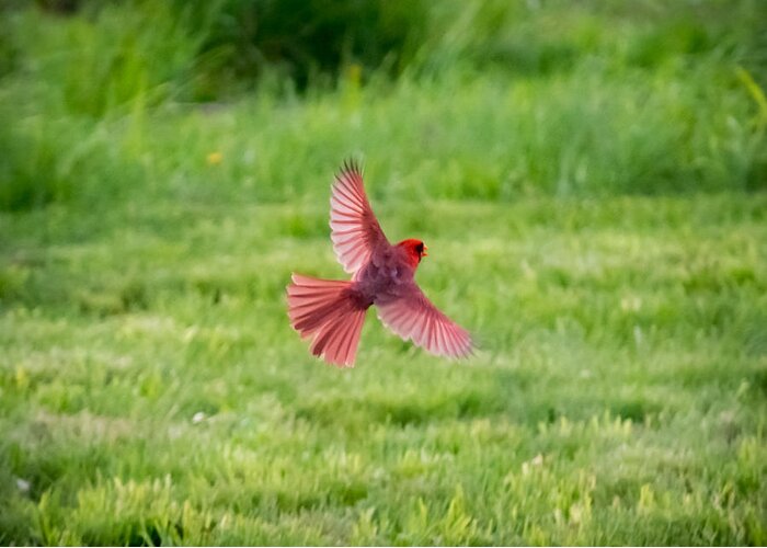 Northern Cardinal Greeting Card featuring the photograph Northern Cardinal in Flight by Holden The Moment