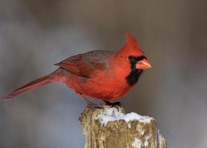 Red Greeting Card featuring the photograph Northern Cardinal in winter by Mircea Costina Photography