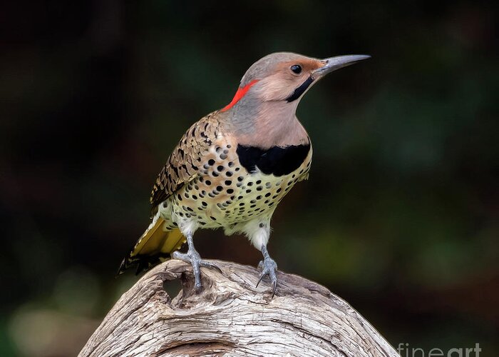 Bird Greeting Card featuring the photograph Northern Flicker by DB Hayes