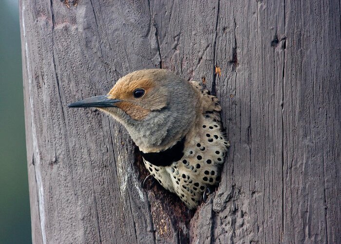 Wild Greeting Card featuring the photograph Northern Flicker Portrait by Mark Miller
