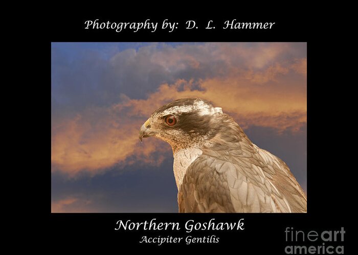 Bird Of Prey Greeting Card featuring the photograph Northern goshawk by Dennis Hammer
