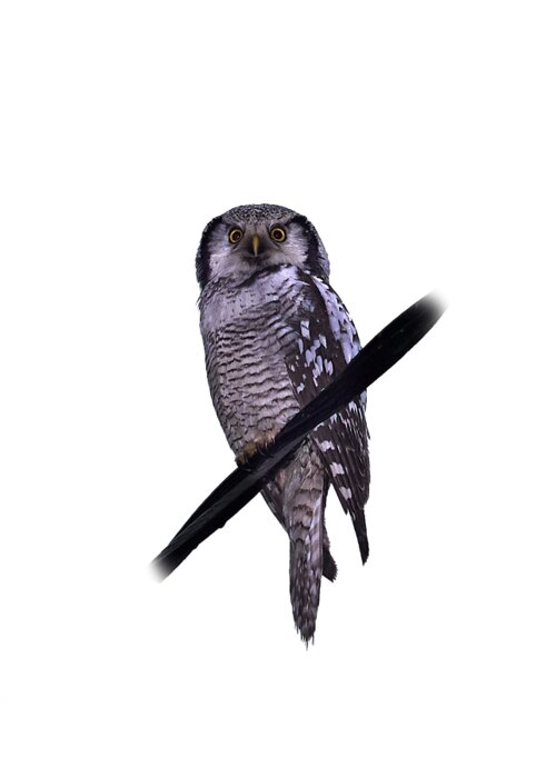 Lehtokukka Greeting Card featuring the photograph Northern hawk-owl transparent by Jouko Lehto