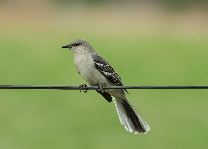 Bird Greeting Card featuring the photograph Northern Mockingbird by Holden The Moment