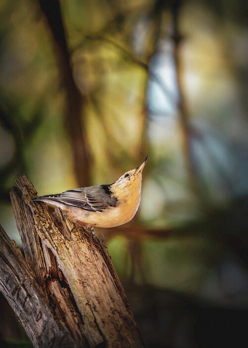 Animal Greeting Card featuring the photograph Northern Nuthatch by Bob Orsillo
