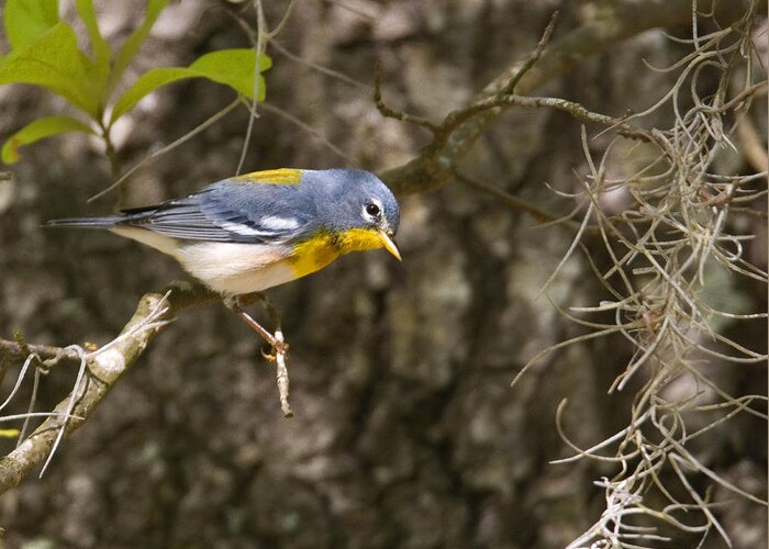  Greeting Card featuring the photograph Northern Parula by Jim E Johnson
