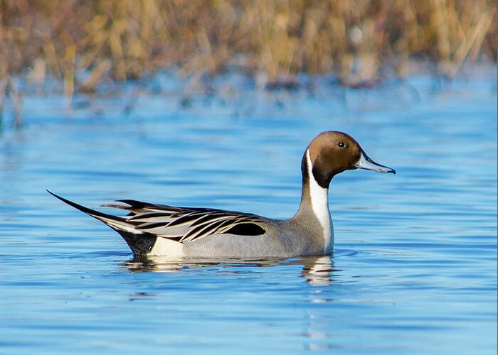 Duck Greeting Card featuring the photograph Northern Pintail - 1 by Alan C Wade