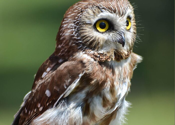 Owl Greeting Card featuring the photograph Northern Saw Whet Owl by Amy Porter