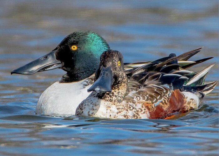 20170128 Greeting Card featuring the photograph Northern Shoveler Pair Close-Up by Jeff at JSJ Photography