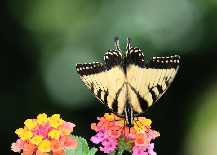 Tiger Swallowtail Greeting Card featuring the photograph Nose Dive by Living Color Photography Lorraine Lynch