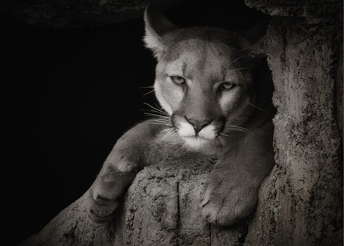 Mountain Lions Greeting Card featuring the photograph Not A Happy Cat by Elaine Malott