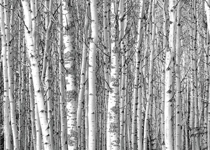 Canadian Rockies Greeting Card featuring the photograph Nothing But Aspen by David T Wilkinson