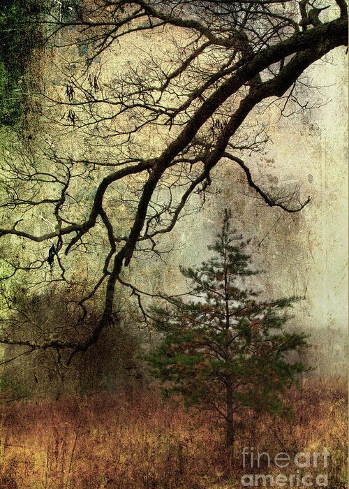 Pine Tree Greeting Card featuring the photograph November Mood by Michael Eingle